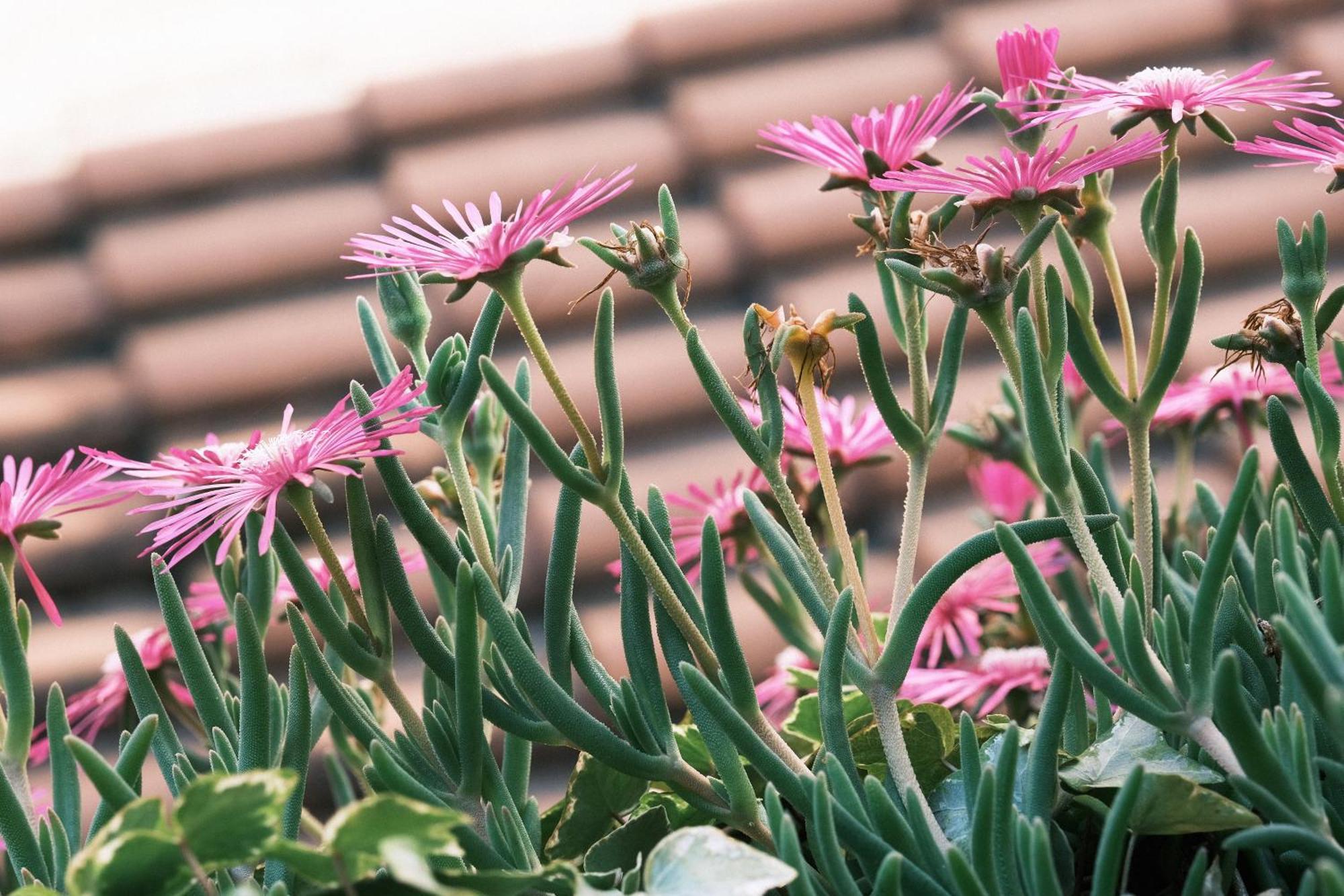 Comecasa Flowery Terraced Apartment Milan Bagian luar foto